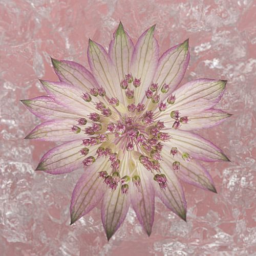 Soft pink peace: Zeeland Knot as a wall decoration in a pink square by Marjolijn van den Berg