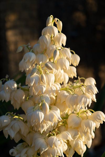 Blossoms of a Yucca Palm in the golden sunlight 1 by Adriana Mueller