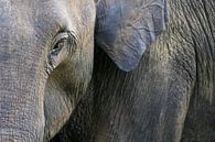 Olifant in close up van Antwan Janssen thumbnail