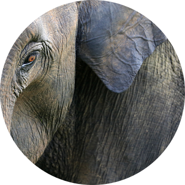 Olifant in close up