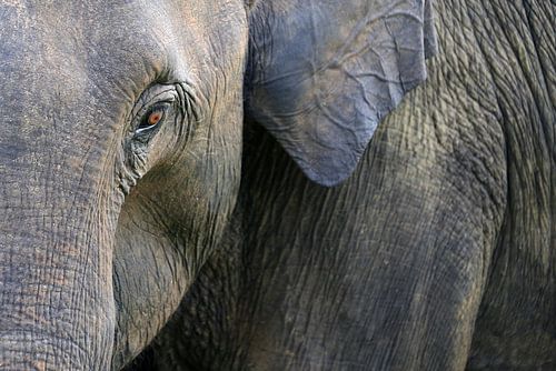 Olifant in close up