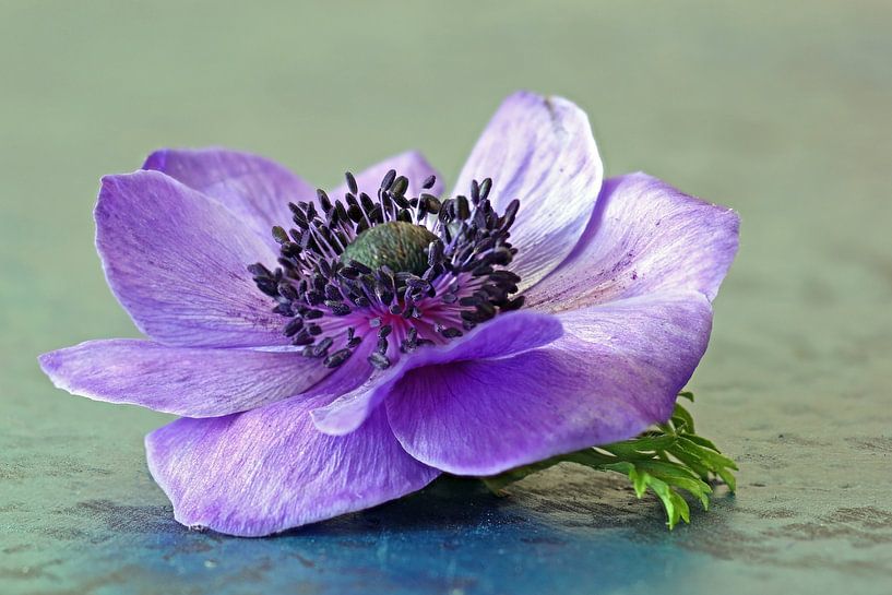 Anemone van Gerhard Albicker