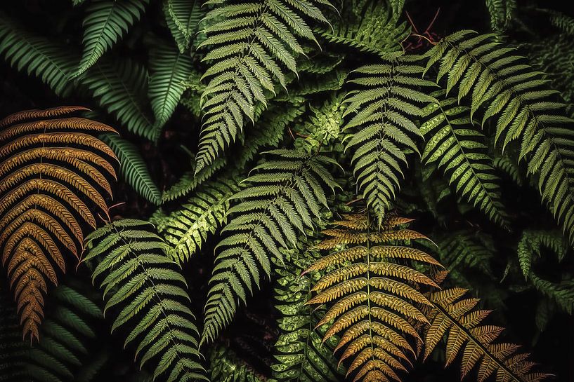 Ferns in the forest by Vlindertuin-Art