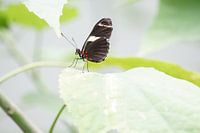 Vlinder