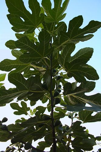 Under the fig leaf - summer green against blue sky