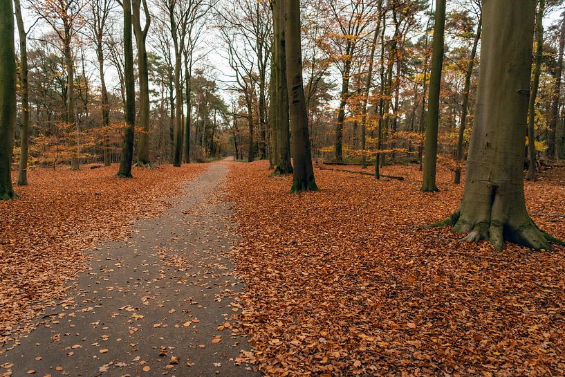 Beukenbos in herfstkleuren van Ruud Morijn