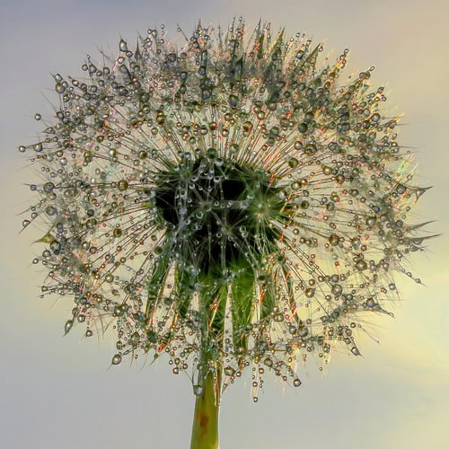 Rainbow colours in dandelion droplets