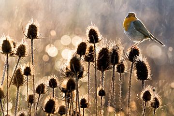 Roodborst, Erithacus rubecula van AGAMI Photo Agency