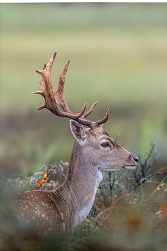 Damhert in de duinen van Wietse de Graaf