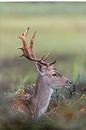 Damhert in de duinen van Wietse de Graaf thumbnail