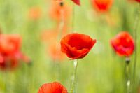 Poppies