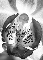Alien from Orchid