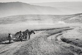 Zebra's in the Ngorongoro crater, Tanzania by Michèle Huge