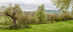Panorama van de Belletboomgaard tijdens de bloesem