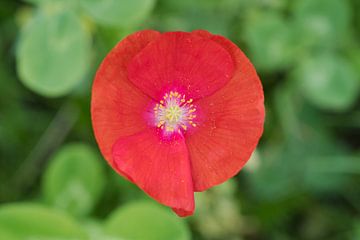 Poppy red with pollen by Ivonne Fuhren- van de Kerkhof