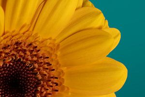 Schlichtheit: Viertel einer gelben Gerbera mit petrolfarbenem Hintergrund