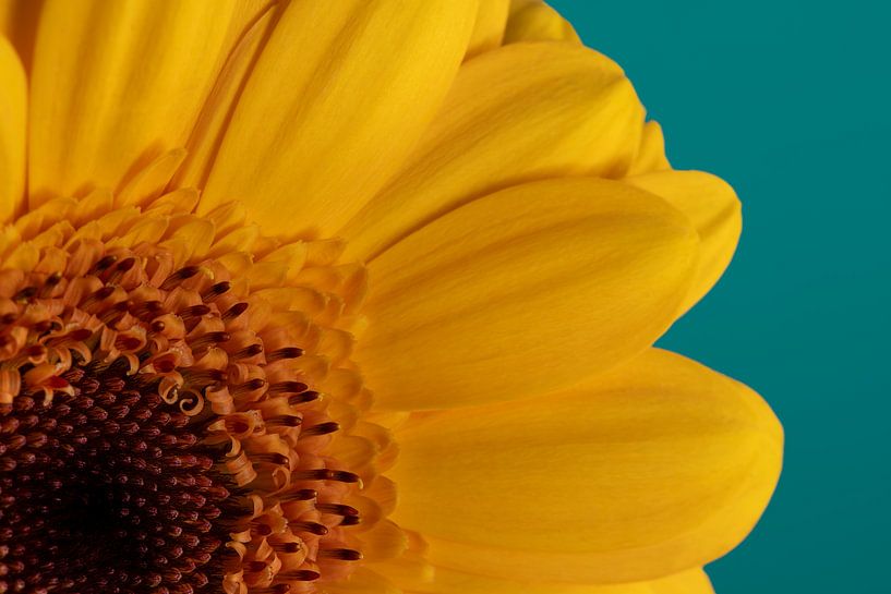 Simplicity: Quarter of a yellow Gerbera with petrol background by Marjolijn van den Berg
