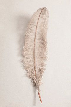 Feather_002, 1x Studio III sur 1x