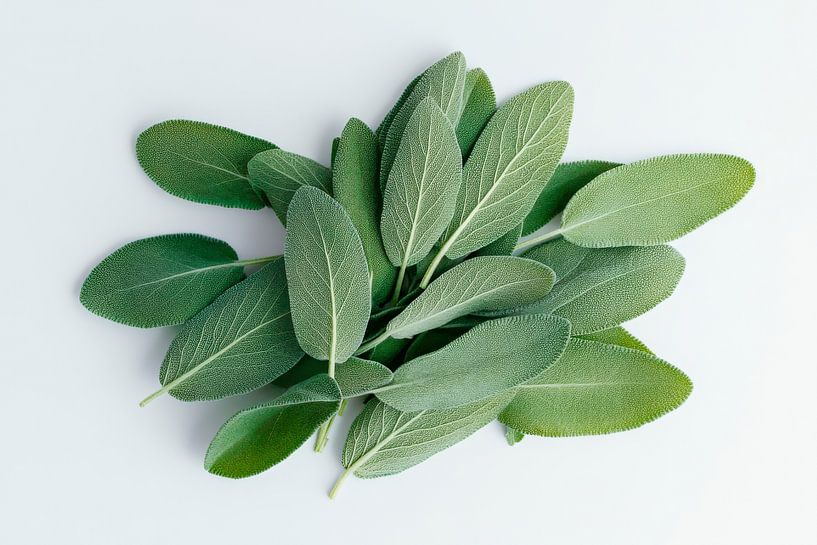 Sage leaves by Poster Art Shop