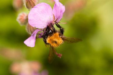 Honeybee on purple flower by Sanne van der Valk