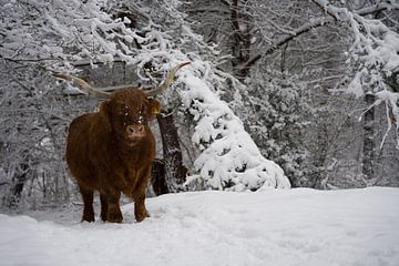 Highlander écossais dans la neige sur Marcel Jagt