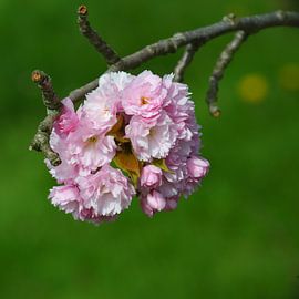 blossom by Georges Hoeberechts