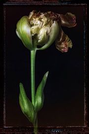 Old Flowers 11 by Henk Leijen