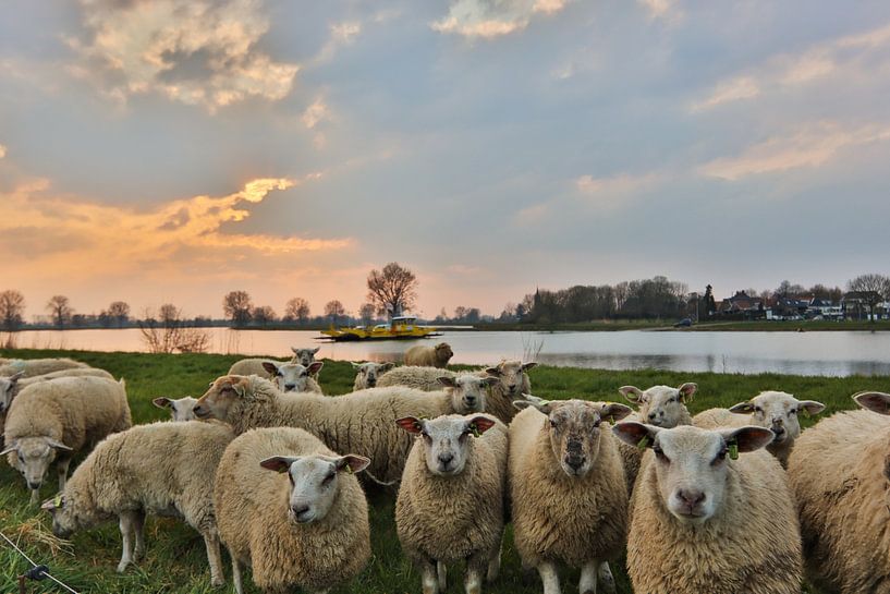 neugierige Schafe von Urzela Van den tillaart
