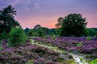 The colour purple