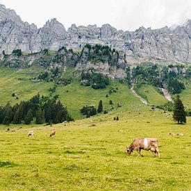 Schweizer Alpen 02 von Quinten Tolboom