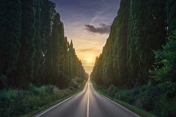 The avenue of Bolgheri and the sun in the middle. by Stefano Orazzini