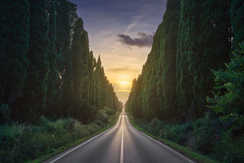 Die Allee von Bolgheri und die Sonne in der Mitte. von Stefano Orazzini