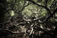 La forêt des contes de fées par Keesnan Dogger Fotografie Aperçu