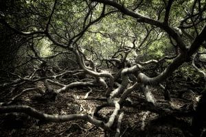 La forêt des contes de fées sur Keesnan Dogger Fotografie