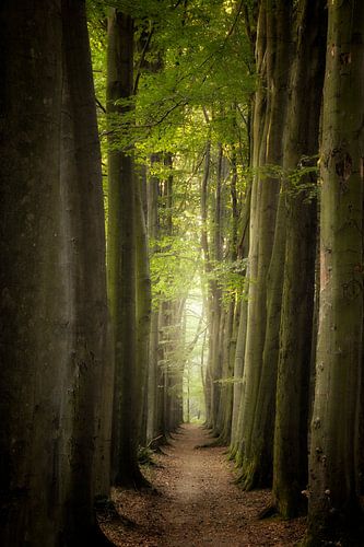 Light at the End of the Tunnel