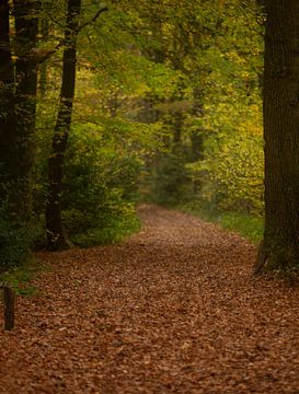 Herfst van MSP Canvas