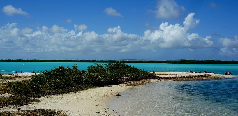Bonaire, Lac Cai by Angela Seubring
