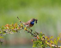 Der bunte blaue Vogel!