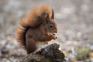 Red Squirrel by Marian van der Kallen Fotografie