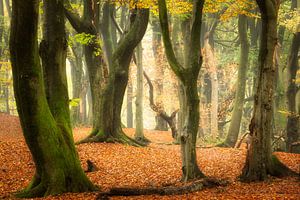 Autumn Extravaganza