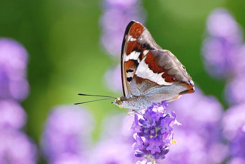 Grote Weerschijnvlinder (Apatura iris)
