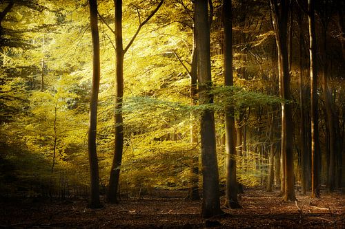 How Can We Hang On To A Dream