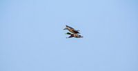 Ducks I