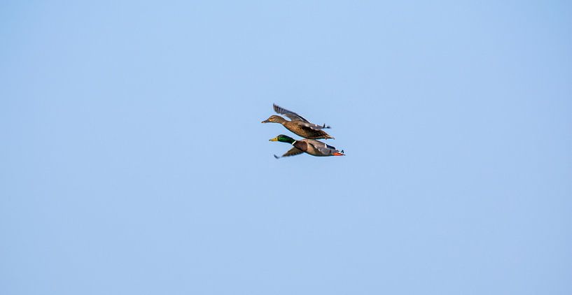 Enten I von Onno van Kuik