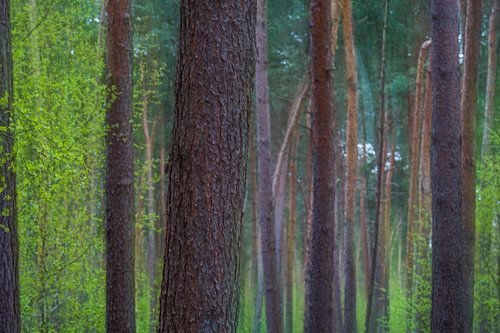 Bomen in het voorjaar