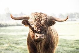 Scottish Highlander bull by Rosalie Oosterom