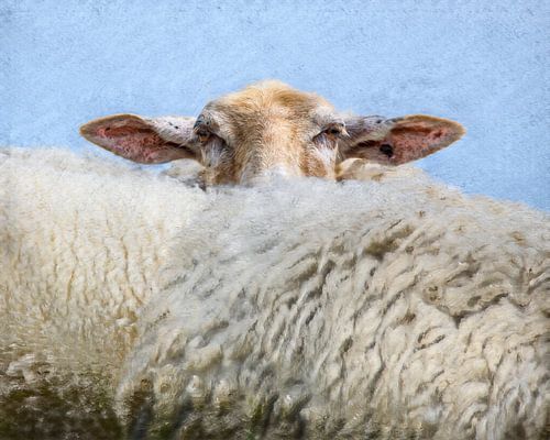 The Wool Factory 1