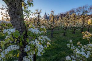 Kerk tussen fruitboomgaard met bloesem