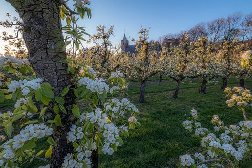 Kerk tussen fruitboomgaard met bloesem