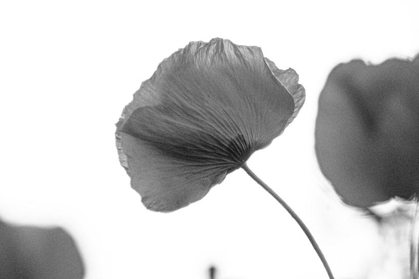 At peace ( de klaproos ) van Niek Traas